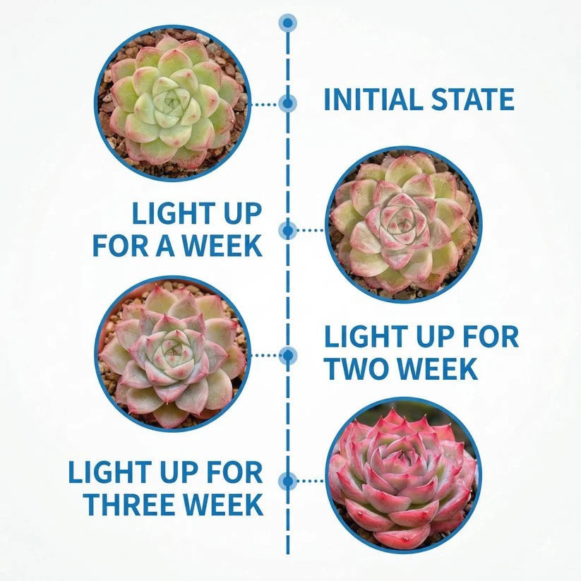 Clip On Plant Grow Light with Timer and Dual Gooseneck Arms for Indoor Use 4